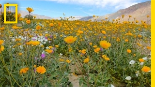 This Is a Desert Notice Something Strange  National Geographic [upl. by Kathe]