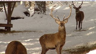 Documentario La neve  Geo e Geo [upl. by Xylia]