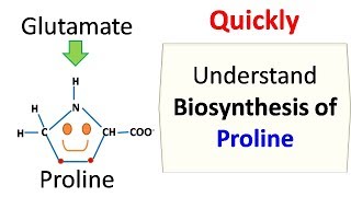 Proline Biosynthesis [upl. by Poppy498]