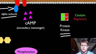 Signal Transduction Pathways [upl. by Adelheid]