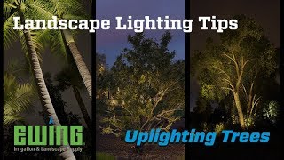 Landscape Lighting Tips  Uplighting Trees [upl. by Denny]