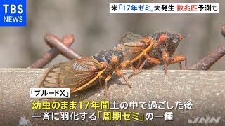 数兆匹の大発生も？アメリカで“１７年周期ゼミ”羽化始まる [upl. by Minica]