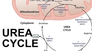 Urea Cycle [upl. by Gwenora822]