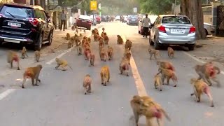 Mischievous Monkeys Take Over Government Buildings in India [upl. by Monteith490]