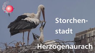 Storchenstadt Herzogenaurach  August 2021 [upl. by Bobby]