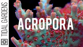 Acropora Coral Care Tips [upl. by Ytitsahc]