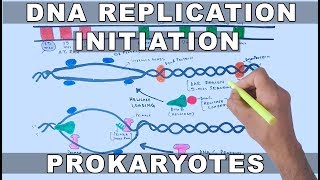 DNA Replication in Prokaryotes  Initiation [upl. by Yahska]