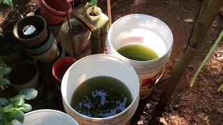 How to grow Green Water Algae [upl. by Carrick]