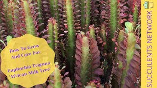 How To Grow amp Care For Euphorbia Trigona [upl. by Milano856]