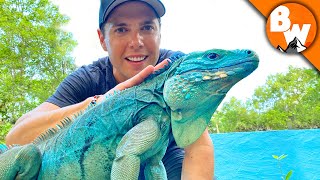 Blue Iguana Fights Extinction and Wins [upl. by Znieh393]