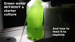 Green Water WITHOUT a Starter Culture  From Scratch  How To [upl. by Dailey]