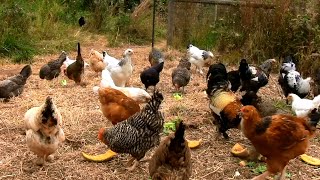 My Backyard Chickens  Update at 16 weeks old  Barnyard Hen Mix [upl. by Kirwin]