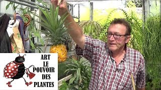 Tuto jardinage On mange lananas [upl. by Iamhaj]