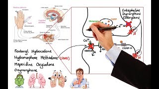 Pharmacology  OPIOIDS MADE EASY [upl. by Ier3]