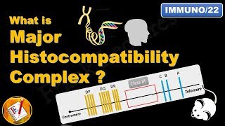 Major Histocompatibility Complex MHC FLImmuno22 [upl. by Bj360]