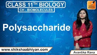 Polysaccharide  Biomolecules  CBSE Class 11 Biology [upl. by Drain830]