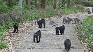 Lion tailed macaque [upl. by Nibas]