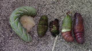 Metamorphosis amp the Tobacco Hornworm Manduca sexta [upl. by Nahshun]