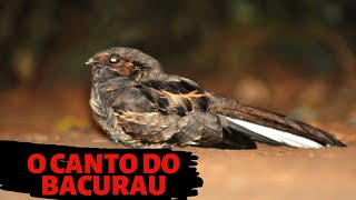 O Canto do Bacurau [upl. by Raynah411]