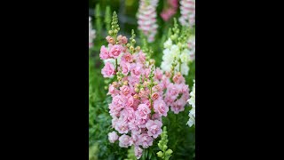 Harvesting Snapdragons Antirrhinum majus [upl. by Leatrice]