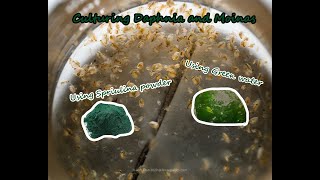 How To Culture Daphnia and Moinas using Green Water Spirulina powder [upl. by Ariaek905]