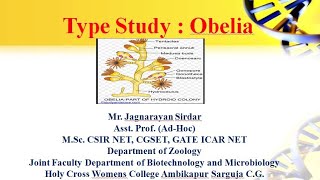 type study Obelia  phyllum Coelentrata  Part  1 [upl. by Tekcirc987]