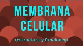 MEMBRANA CELULAR estructura y funciones [upl. by Annahoj]