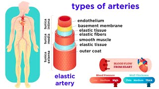 The Circulatory System Part 2 Blood Vessels [upl. by Arvo144]