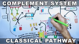 Complement System  Classical Pathway [upl. by Onaireves]