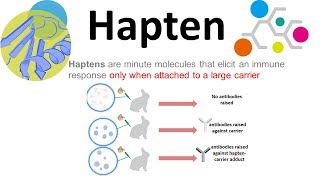 Haptens what are haptens [upl. by Rufford]