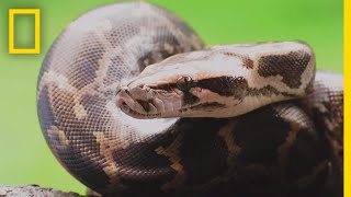 Pythons 101  National Geographic [upl. by Cassondra]