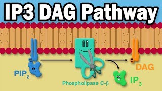 IP3 DAG Calcium Pathway [upl. by Jael927]