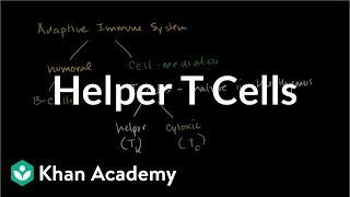 Helper T cells  Immune system physiology  NCLEXRN  Khan Academy [upl. by Macknair]