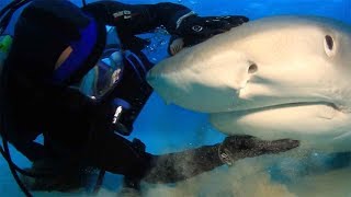 Man Pets and Plays With Sharks [upl. by Janik699]