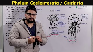 Phylum Cnidaria Coelenterata General characteristics [upl. by Yeznil373]