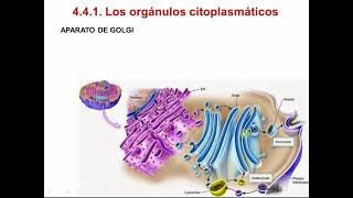 La célula Estructuras y orgánulos 4º ESO [upl. by Haye]