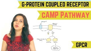 cAMP PATHWAY  GPROTEIN COUPLED RECEPTOR GPCR [upl. by Halland]