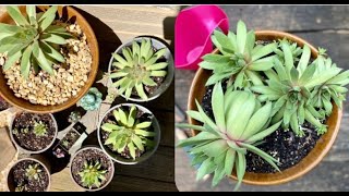 How to REPLANT Crowded Succulents HensChicksSempervivum  Propagate Leaves amp Cuttings Endlessly [upl. by Stalk]