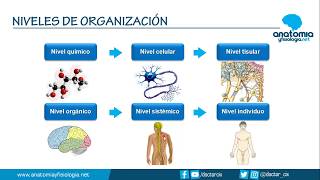 NIVELES DE ORGANIZACIÓN CORPORAL  Resúmenes de Anatomía y Fisiología [upl. by Rehpoitsirhc]