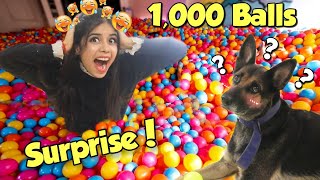 Surprising My DOG with 1000 Colourfull Balls 😱 Hilarious Reaction [upl. by Let]