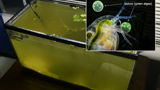 Raising Daphnia for the Freshwater Aquarium [upl. by Amsa]