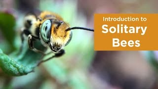 Introduction to Solitary Bees [upl. by Shelman130]