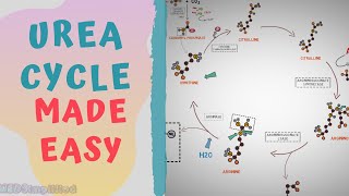 UREA CYCLE MADE EASY 2020  METABOLISMS MADE SIMPLE [upl. by Aruam60]