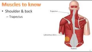 Anatomy Ch 9  Muscular System [upl. by Corinna]