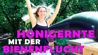 ► Honigernte mit Absperrgitter und Bienenflucht [upl. by Anirbac510]