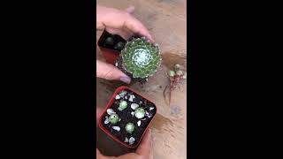 How to Propagate Sempervivum quotHens and Chicksquot [upl. by Elfreda686]