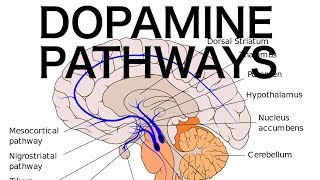 Dopamine Pathways Antipsychotics and EPS [upl. by Eilla]