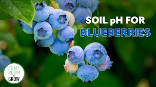 Planting BLUEBERRY Bushes  How To Lower Soil pH [upl. by Arman828]