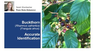 Buckthorn Accurate Identification [upl. by Clim]