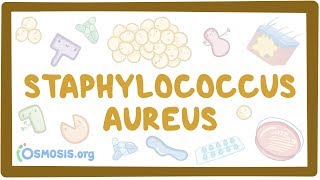 Staphylococcus aureus [upl. by Atrahc]